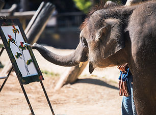 Elephant Schilderij