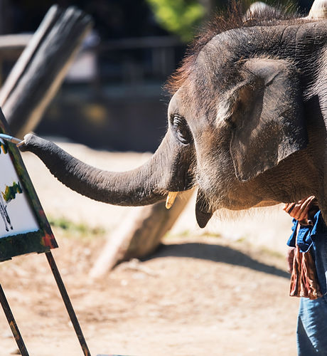 Elephant Painting