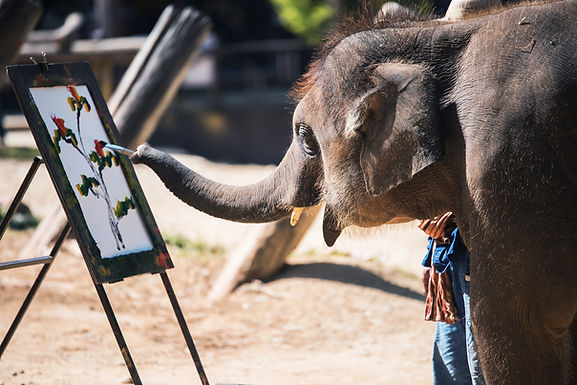 The Elephant NOT in the Classroom