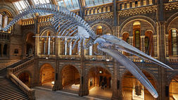 The Strange and Horrific History of Whaling