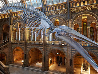 The Strange and Horrific History of Whaling