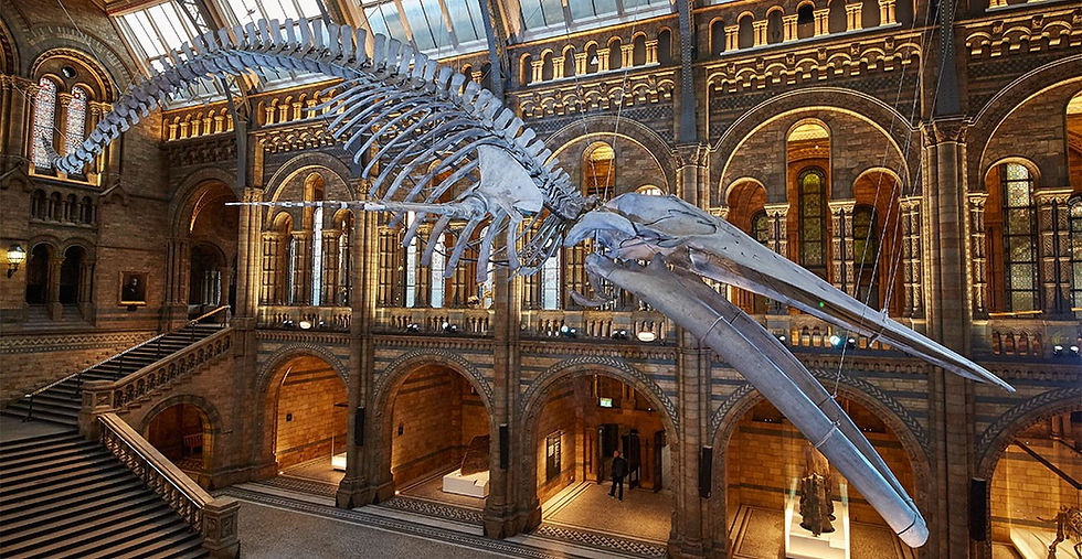 Hope, the immense blue whale skeleton in the entrance hall of the Natural History Museum, London.