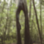 Tree in Cyprus Falls Park, West Vancouver