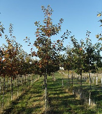 Red Oak Photo.jpg