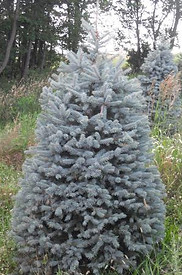 Blue Spruce Photo.jpg