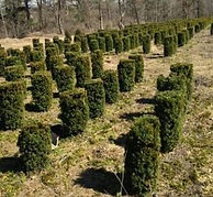 Hicksi Yew Photo.jpg