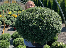 7f5b8e98-433c-40fc-a3ed-814b79a0b389.jfif