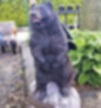 BearCROPPED