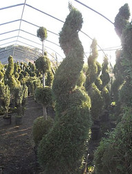 Spirals Photo.jpg