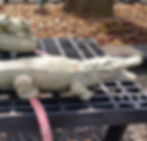 Alligator (2)