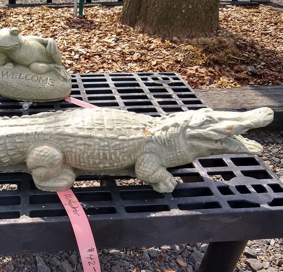Alligator (2)