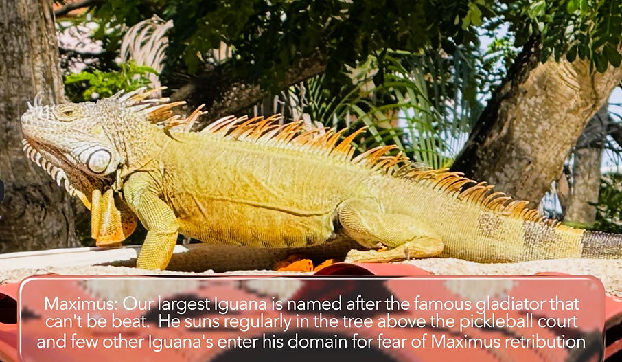 maximus wall (1).JPG