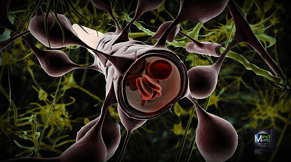 Blood_Brain_Barrier astrocytes cartoon.jpg