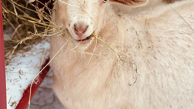 E6488 Naughty Goat Acres Gold Rush