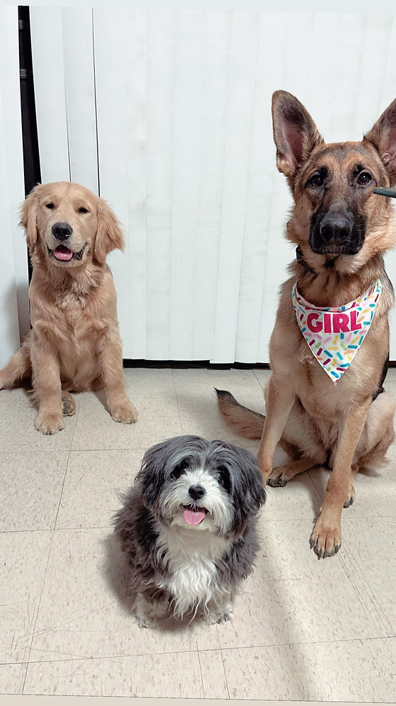 family dogs.jpg