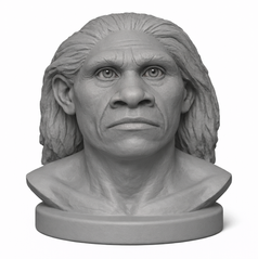 Homo floresiensis 3D model hobbit human evolution Flores Indonesia small hominin | הומו פלורסיינסיס מודל תלת ממד אדם קדום הוביט אינדונזיה אבולוציה