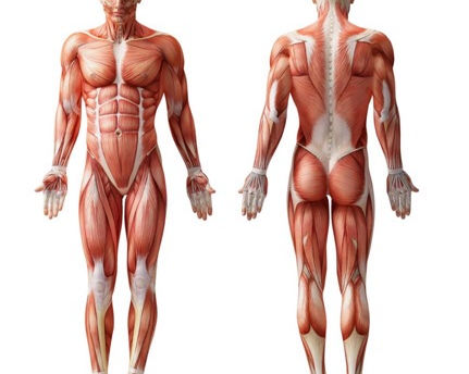 Why it is important to build and maintain a symmetrical muscle base.