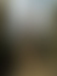 Ancient Bristlecone Pine Forest