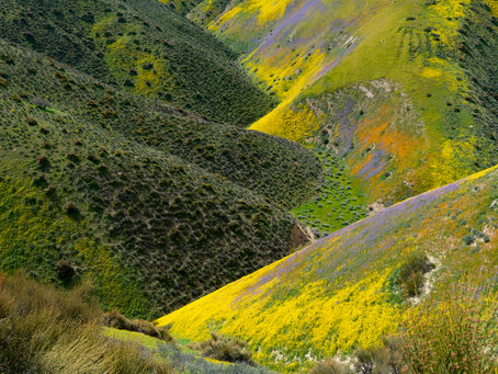 Carrizo Plain NPR Interview & New Gallery