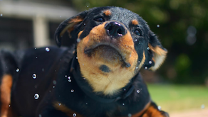 Understanding A Company’s Stage of Development