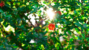 Tending to Culture: How to Ensure Your Company Values Take Root