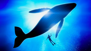 How a Baby Whale Can Teach Leadership Lessons