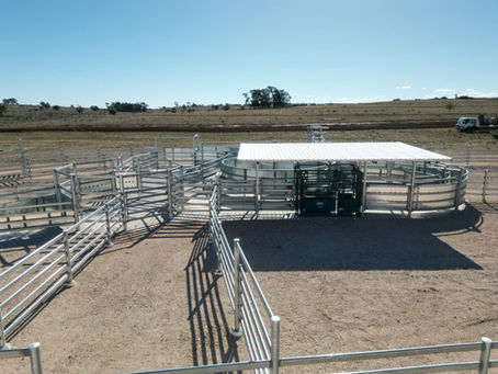 Permanent Cattle Yards or Portable Panels?