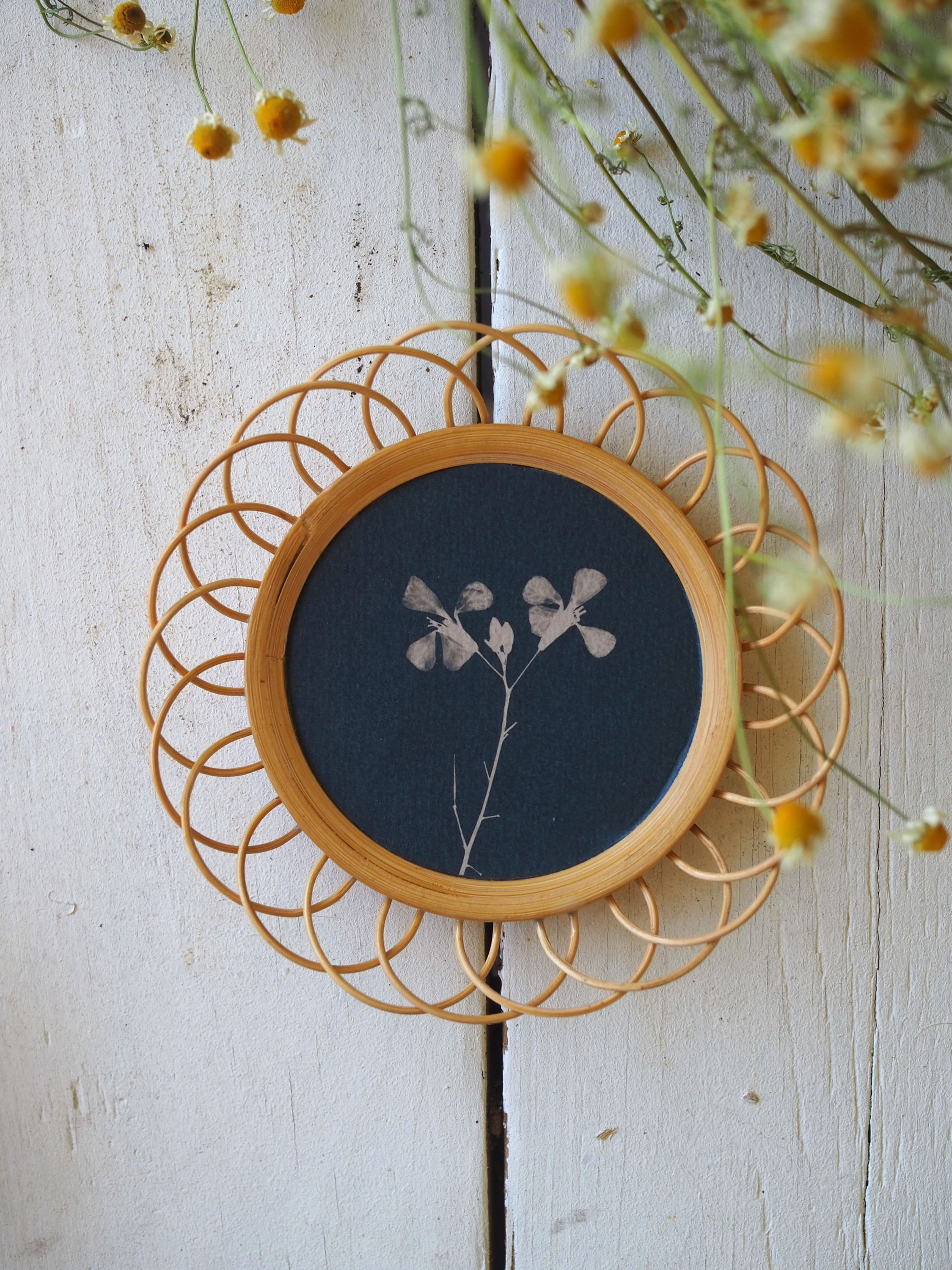 cyanotype cadre rotin fleur de radis sauvage