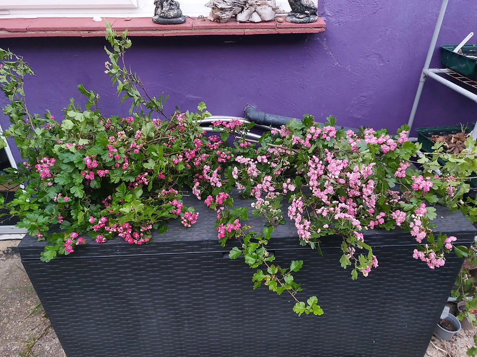Bringing In The May