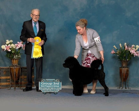 tole Regina-28 - Ares.jpg