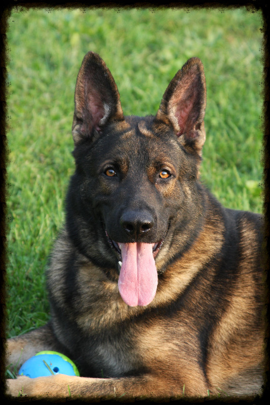 German Shepherd Puppies