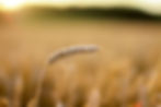 grain-1929944