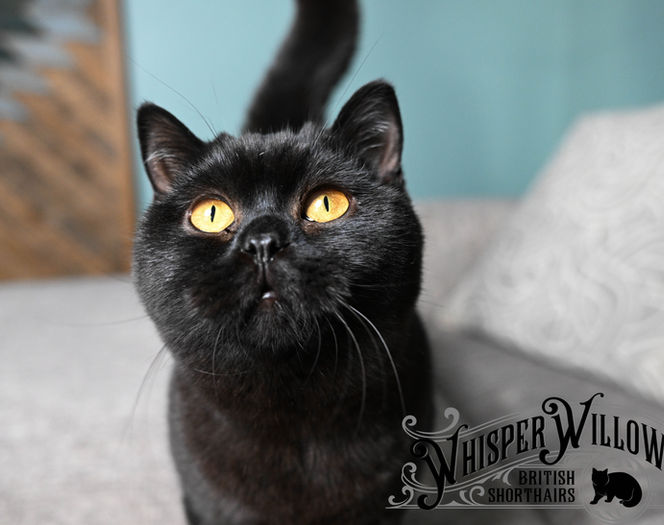 Black British Shorthair