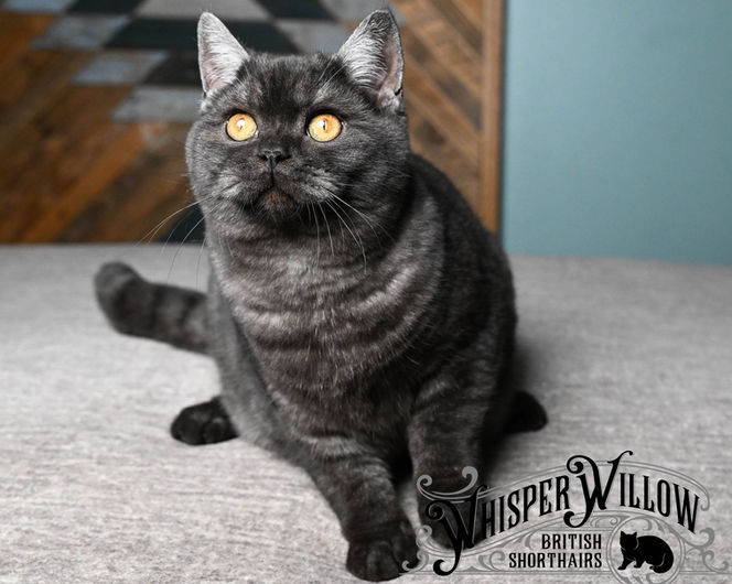 Black Smoke British Shorthair