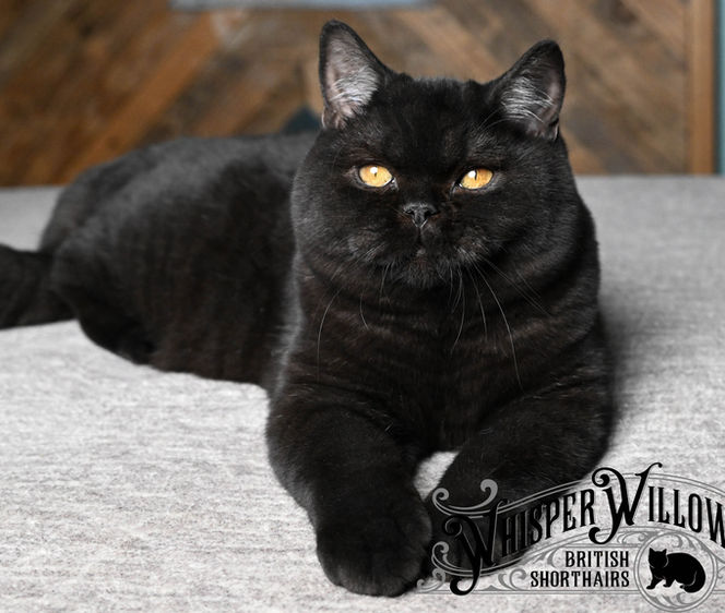 Black British Shorthair