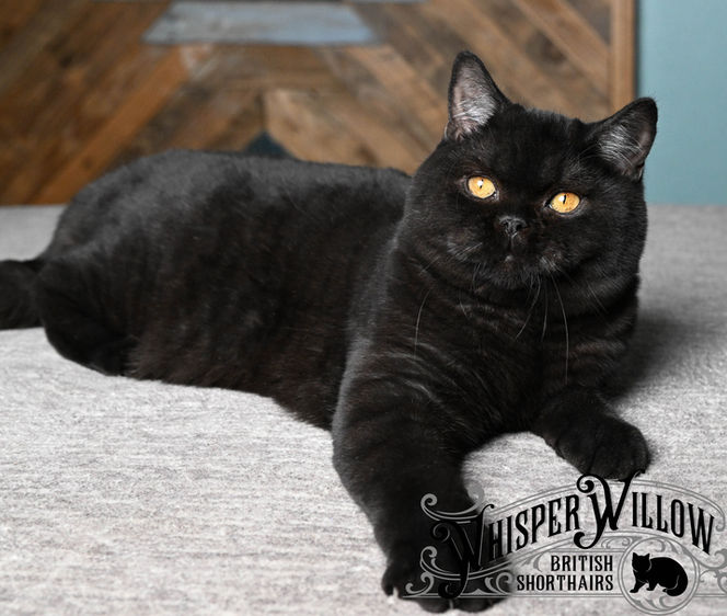 Black British Shorthair