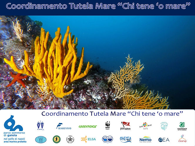 Poster CTM-Axinella_2025.jpg