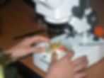 Lab Bio