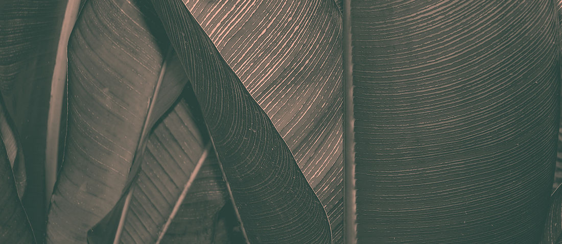 Dark Leaf