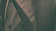 Dark Leaf
