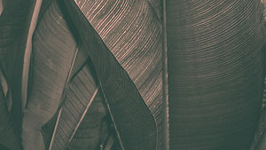 Dark Leaf