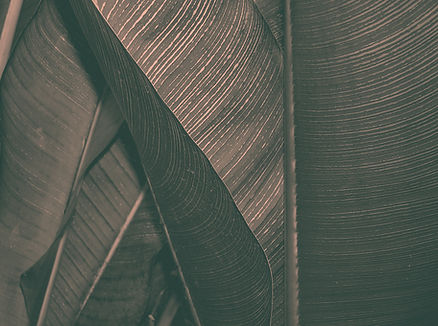 Dark Leaf