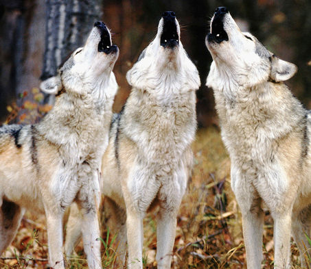 How(l) to Find Your Pack