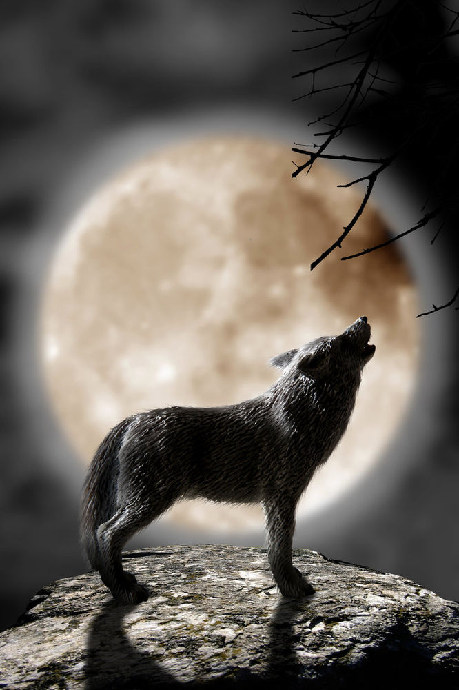 Why Wolves Howl (Hint: It's Not at the Full Moon)