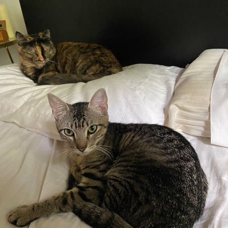 Attachment Awareness & Kitty Kids