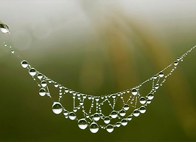Les Perles de Veuve Noire