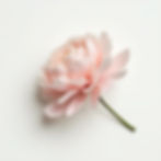 Delicate Peony Stem