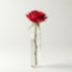 Elegant Rose Stem