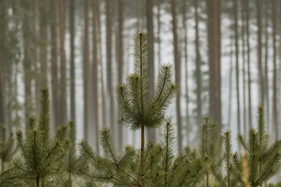 Young pine saplings in focus with tall mature pines blurred in the fog behind them, illustrating the slow growth of the Suit of Pentacles