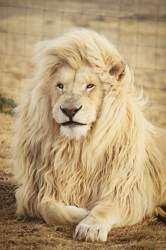 Leo's Tarot Card, Strength